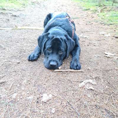 Hundetreffen-Gassi gehen und üben. Oder  einfach auch mal toben-Bild