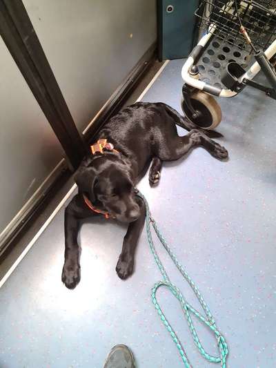 Die Dogorama Wochen Challenge-Beitrag-Bild