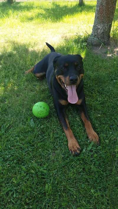 Wo sind denn die ganzen Rottis?-Beitrag-Bild