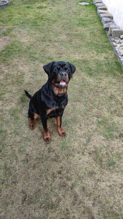 Wie heißt dein Hund?-Beitrag-Bild