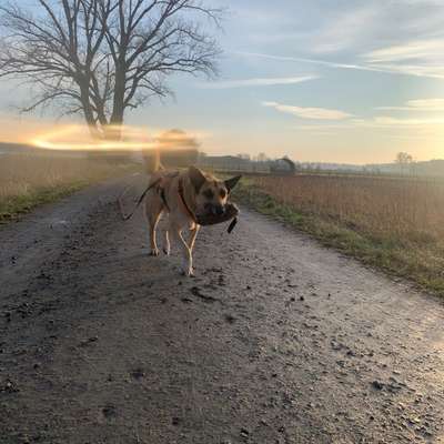 Hundetreffen-Social Walk mit Happy-Bild