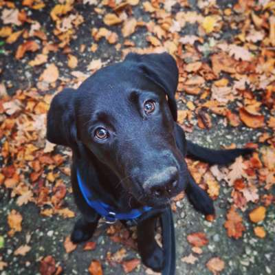 Dogorama Photo Challenge - Portrait-Beitrag-Bild