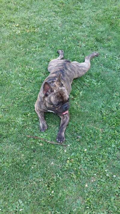 Französische Bulldoggen-Beitrag-Bild