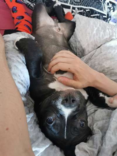 Zeigt her eure Frenchi-Beitrag-Bild