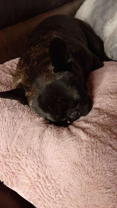 Französische Bulldogge-Beitrag-Bild