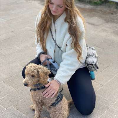 Hundetreffen-Gassi-und Spielrunden, Chino sucht Hundefreundschaften-Profilbild