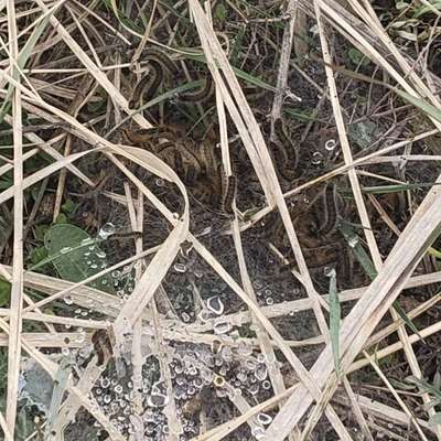 Giftköder-Eichenprozessionsspinner-Bild