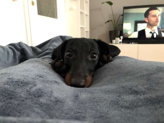 CHALLENGE NR. 19 - Der Hundeblick-Beitrag-Bild