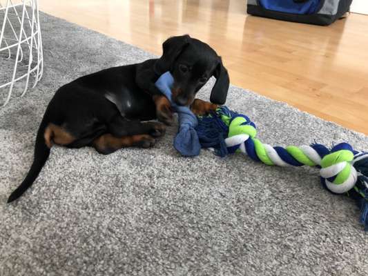 Welpen Bilder !-Beitrag-Bild