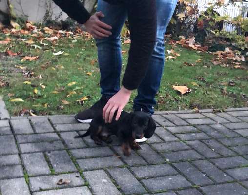 Welpen Bilder !-Beitrag-Bild