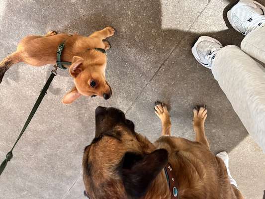 Hundetreffen-Spieltreffen in Altona-Bild