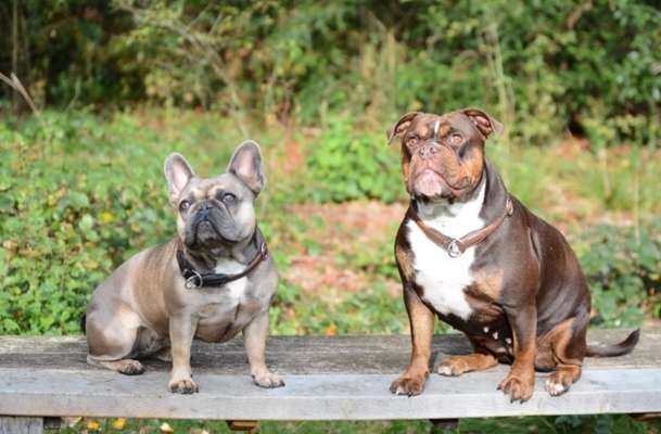 Dogorama Photo Challenge - Die besten Hundebuddys-Beitrag-Bild