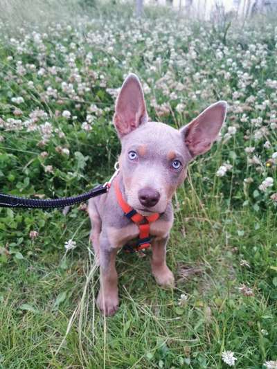 Australian Kelpie-Beitrag-Bild
