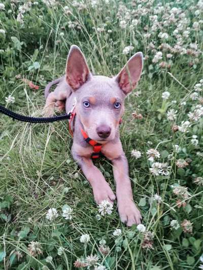 Hundetreffen-Welpenteff-Bild