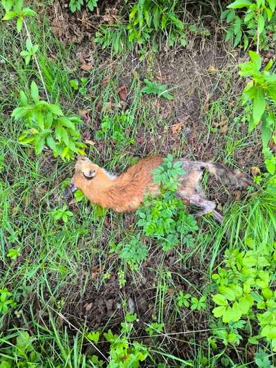 Giftköder-Toter Fuchs-Bild