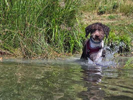 Hundetreffen-Spieletreffen zur Sozialisierung-Bild