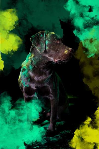 Die Dogorama Kalender Challenge Titelbild-Beitrag-Bild