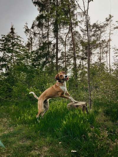Handy Foto Challange Nr. 46  Happy Dog-Beitrag-Bild