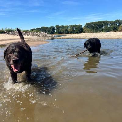 Hundetreffen-Social Walk