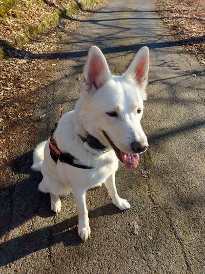 Trainingseinheiten mit Dog-Scooter-Beitrag-Bild