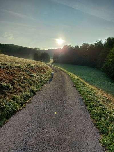 Hundeauslaufgebiet-Oechelhausen-Bild