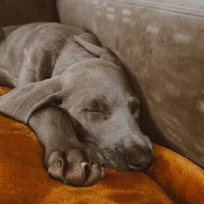 Hundetreffen-Welpentreffen in Hamm und Umgebung-Bild