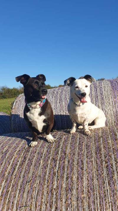 Bielefelder Hunde.-Beitrag-Bild