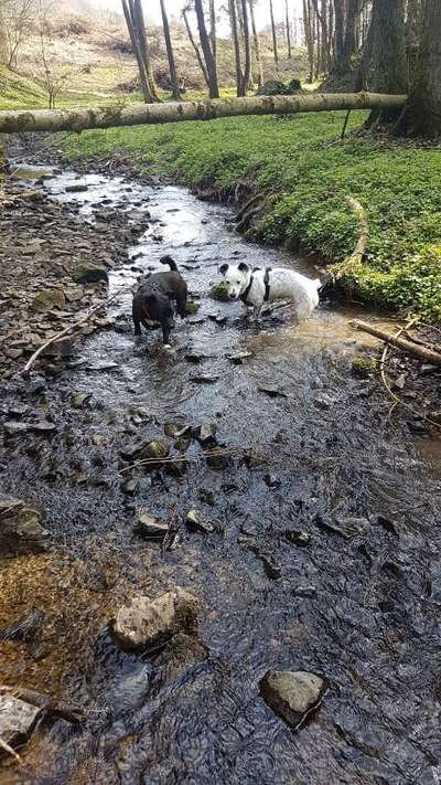 Dogorama-Monats-Challenge-Mai "Wasser"-Beitrag-Bild