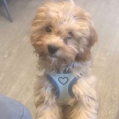 Hundetreffen-Welpen treffen/ Treffen mit kleinen Hunden / Gewöhnung / Kontakte / Spaziergänge-Bild