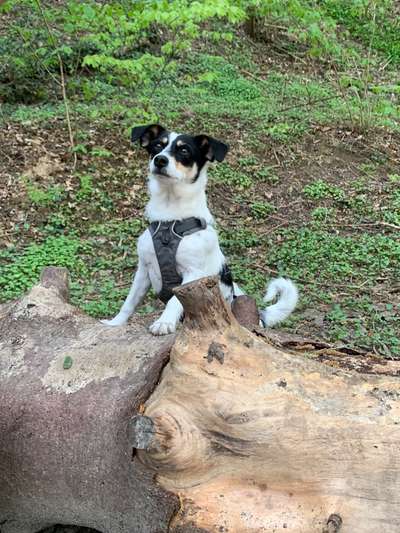 Hundetreffen-Gemeinsame Gassirunden im Lochbachtal-Bild