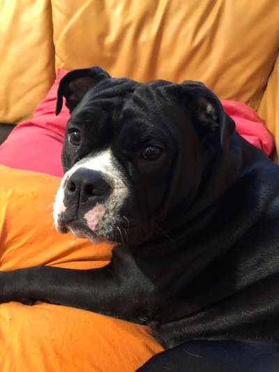 Wühltischwelpen-Beitrag-Bild