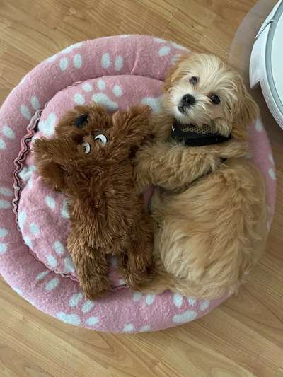 Maltipoo Freunde-Beitrag-Bild