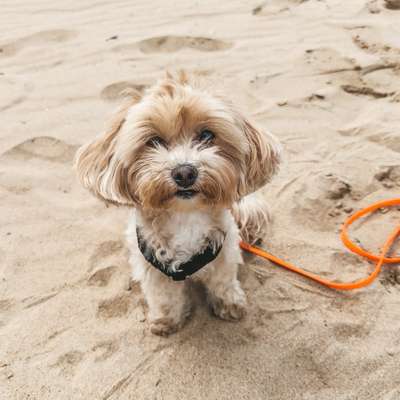 Hundetreffen-Spielpartner & Gassi gehen-Bild