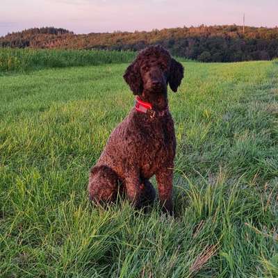 Hundetreffen-Gelegentliche Gassitreffs-Profilbild