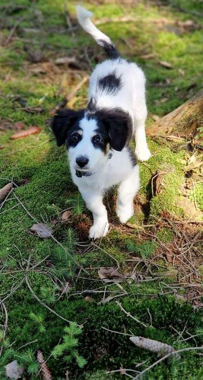 TierschutzhundeStammtisch🐕-Beitrag-Bild