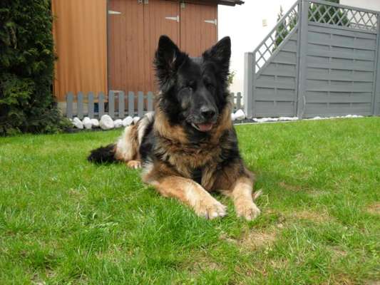 Unsere Fellnasen im Regenbogenland-Beitrag-Bild