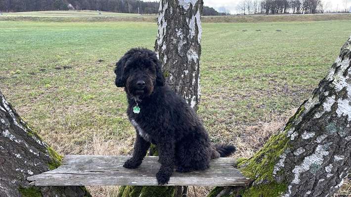 Hundetreffen-Hundefreunde gesucht :-)-Bild