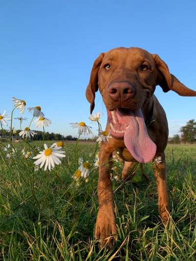 Hundetreffen-Verspielter Hund sucht seines Gleichen-Bild