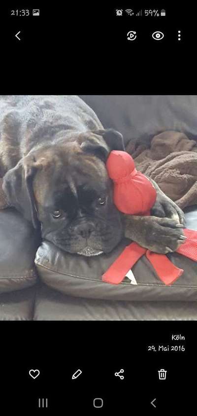 Dein Hund im Dogorama-Kalender 2021-Beitrag-Bild