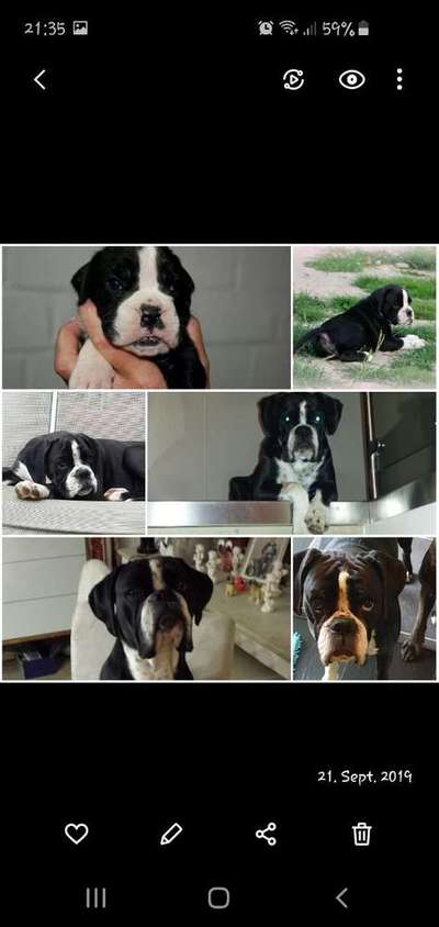 Dein Hund im Dogorama-Kalender 2021-Beitrag-Bild