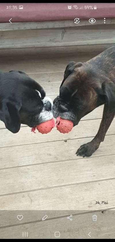 Dein Hund im Dogorama-Kalender 2021-Beitrag-Bild