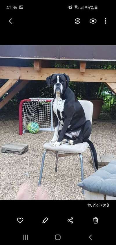 Dein Hund im Dogorama-Kalender 2021-Beitrag-Bild