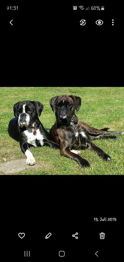 Dein Hund im Dogorama-Kalender 2021-Beitrag-Bild