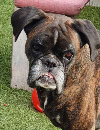 Deutsche Boxer-Beitrag-Bild