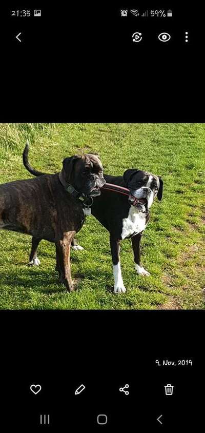 Dein Hund im Dogorama-Kalender 2021-Beitrag-Bild