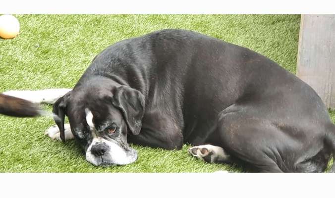 Deutsche Boxer-Beitrag-Bild