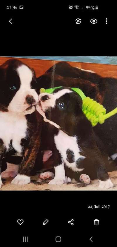 Dein Hund im Dogorama-Kalender 2021-Beitrag-Bild