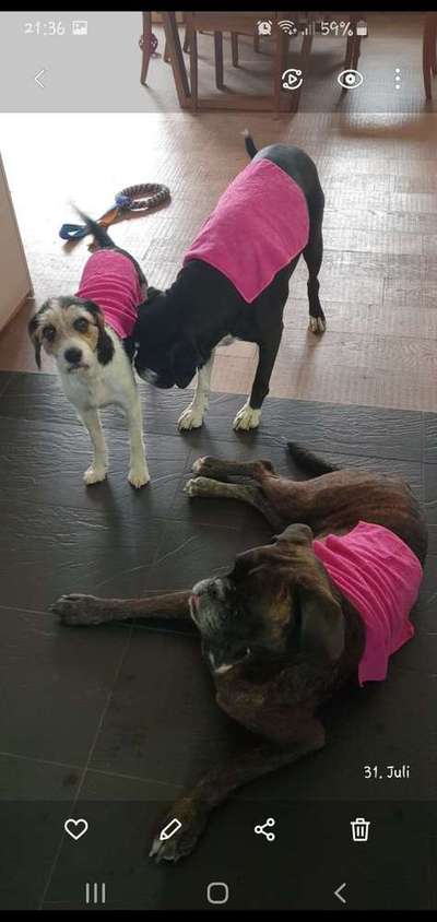 Dein Hund im Dogorama-Kalender 2021-Beitrag-Bild