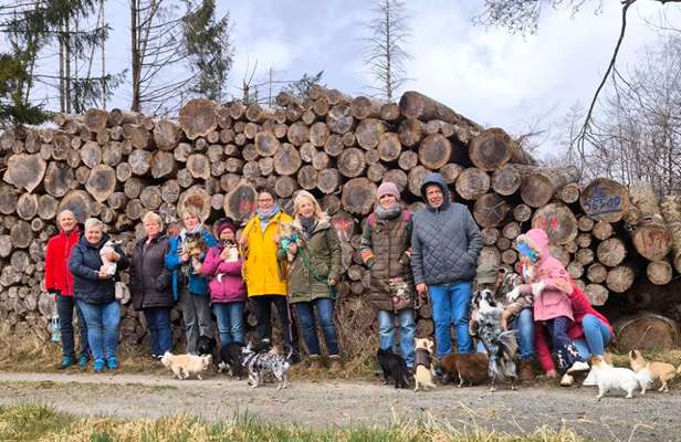 Hundetreffen-Chihuahua Freunde im Westerwald gesucht ☺️-Bild