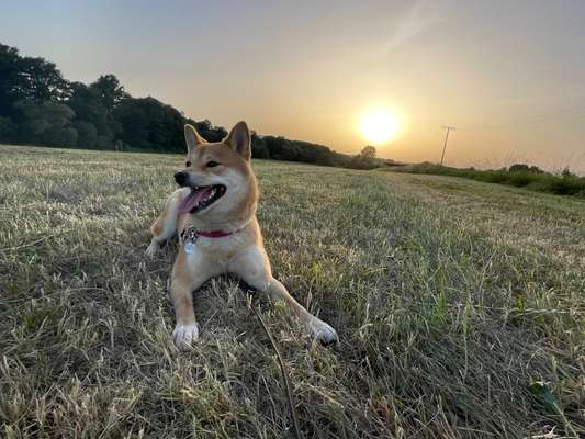 Shiba Inu Erfahrungen?-Beitrag-Bild